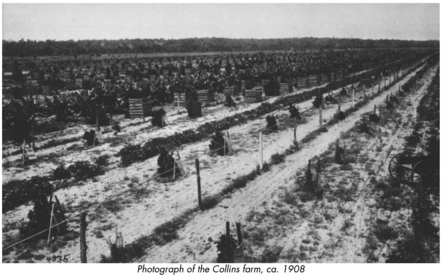 Collins Farm, 1908